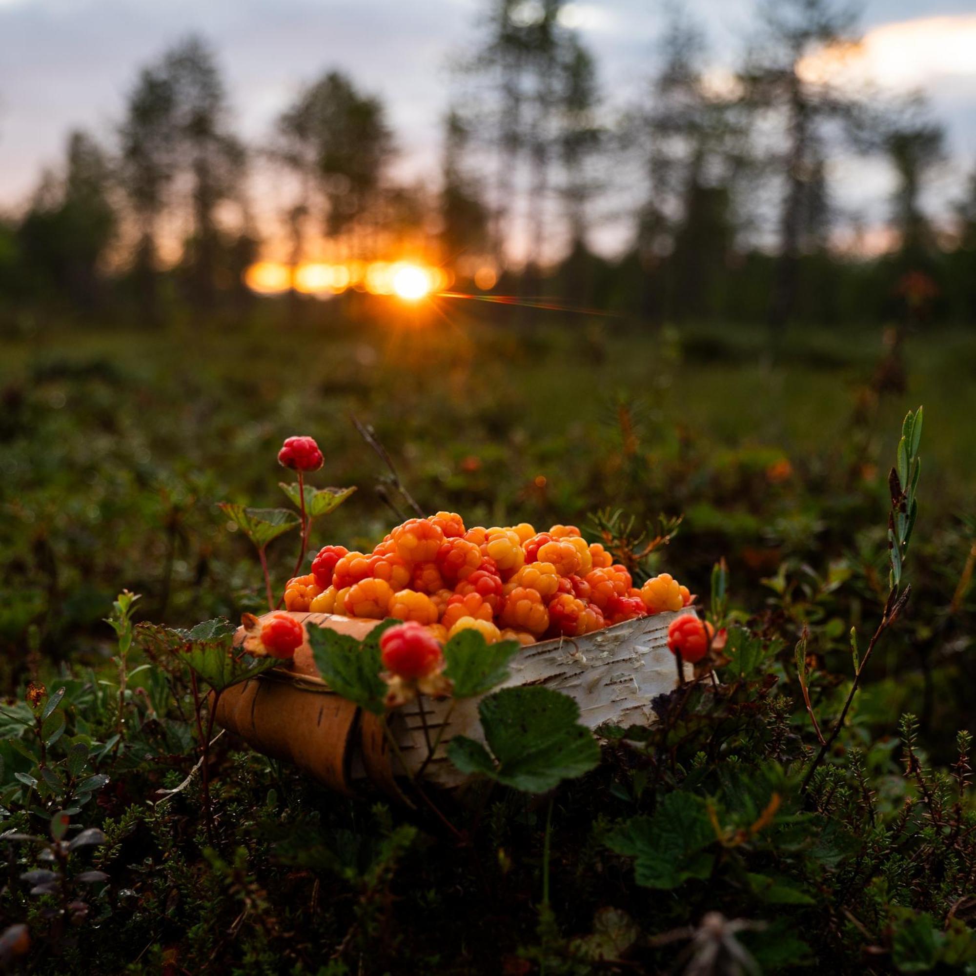 Lapin Villa Hiisi Joen Rannalla Рануа Экстерьер фото